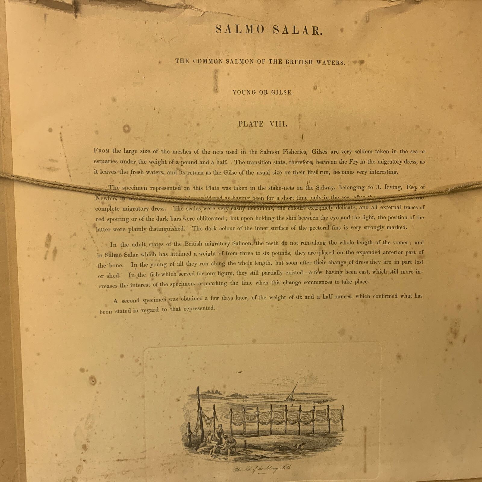 Original Hand Coloured Engraving W H Lizars Jardine Bart Salmon Maritime photo vintage
