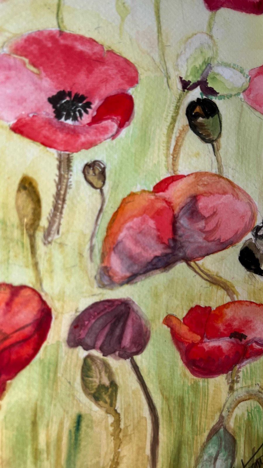 Contemporary Signed Watercolour ‘Wwi Peace’ Depicting Poppies By Catriona Cattle photo buy