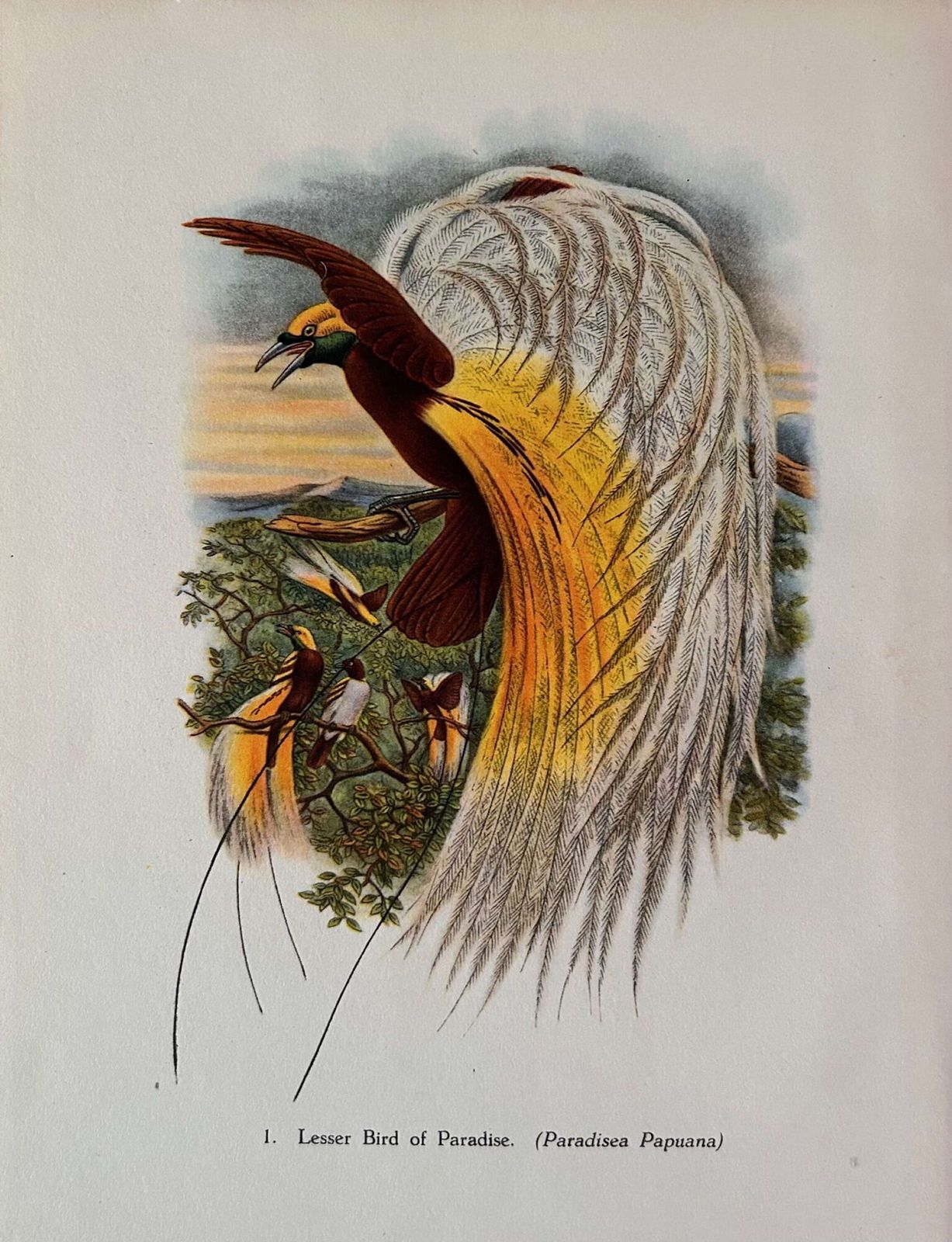 A Fabulous Set Of Six Tropical Bird Plates By John Gould 1948 (2) photo Art