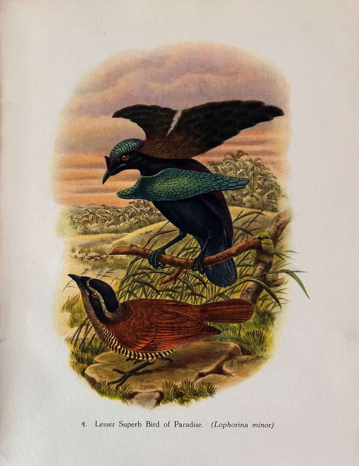 A Fabulous Set Of Six Tropical Bird Plates By John Gould 1948 (2) photo 135.0
