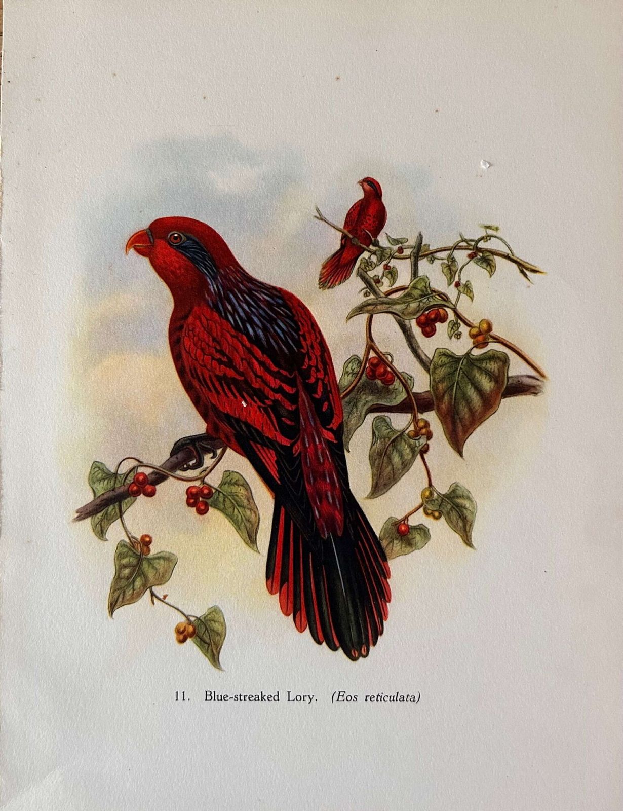 A Fabulous Set Of Six Tropical Bird Plates By John Gould 1948 (2) photo buy