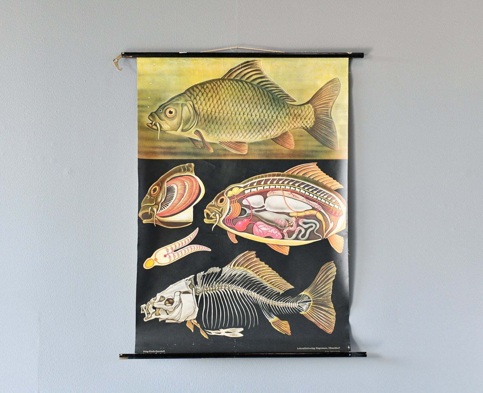 Wall Chart Of The Fish By Jung Koch Quentell