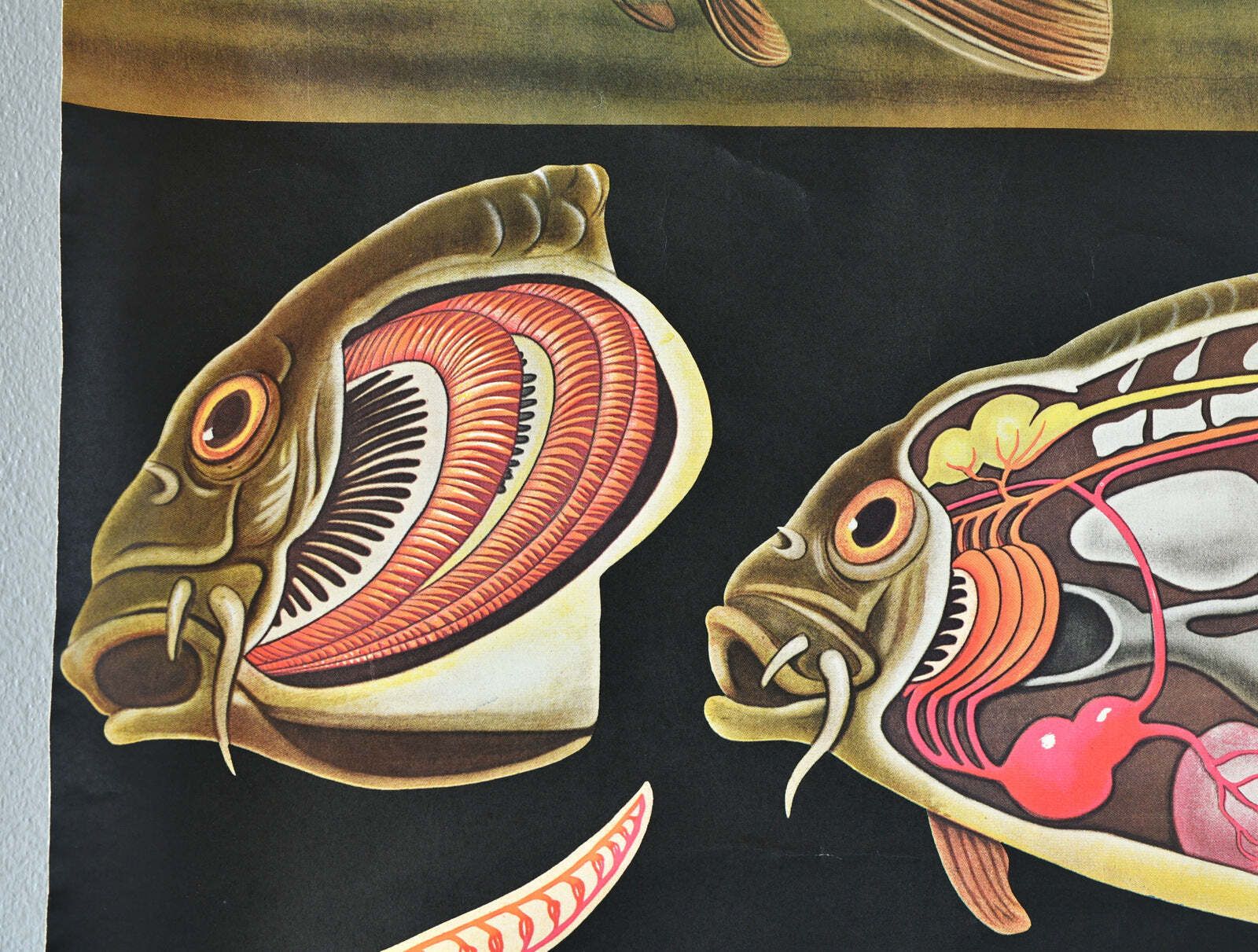 Wall Chart Of The Fish By Jung Koch Quentell photo for sale