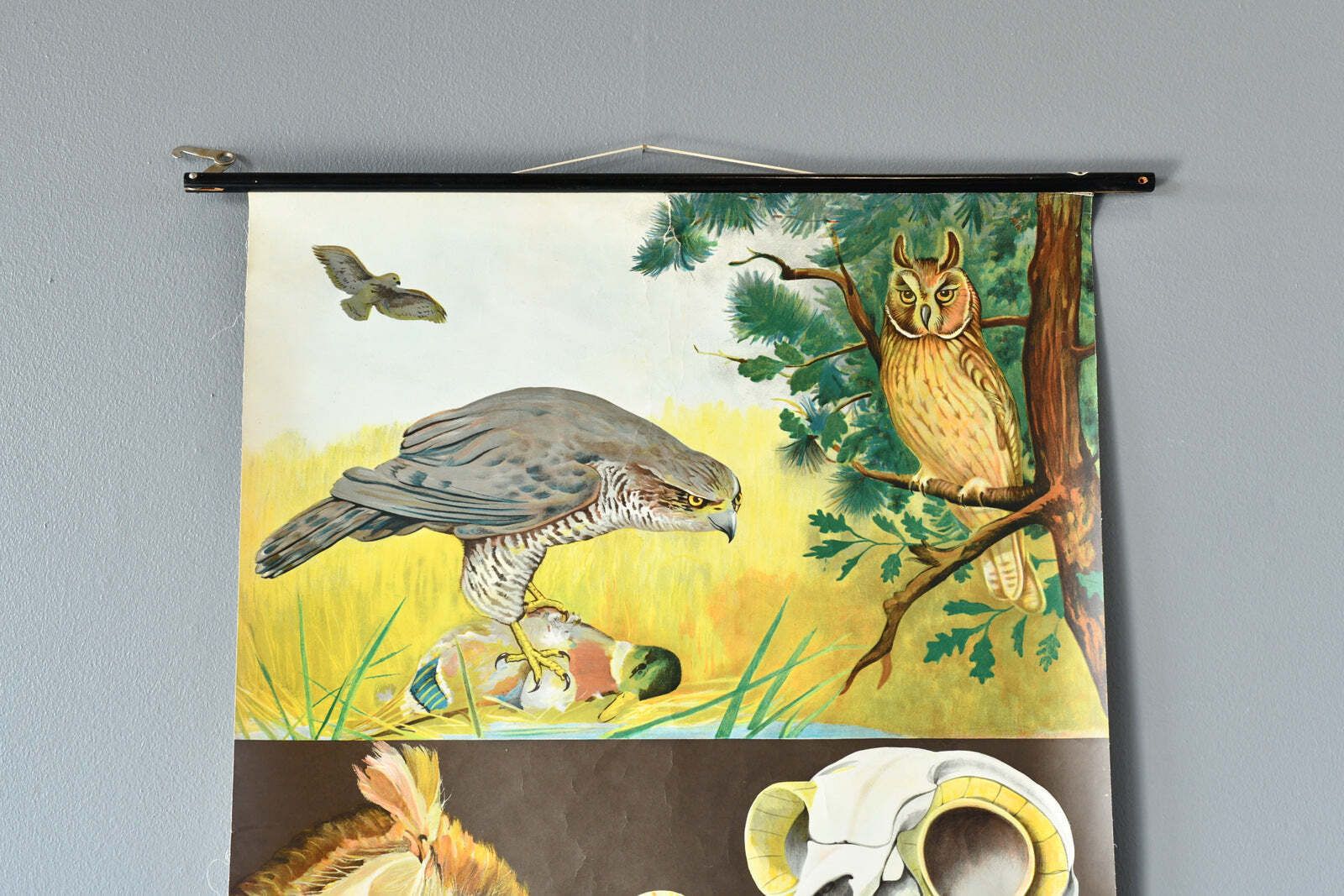 Birds Of Prey Wall Chart By Jung Koch Quentell photo vintage