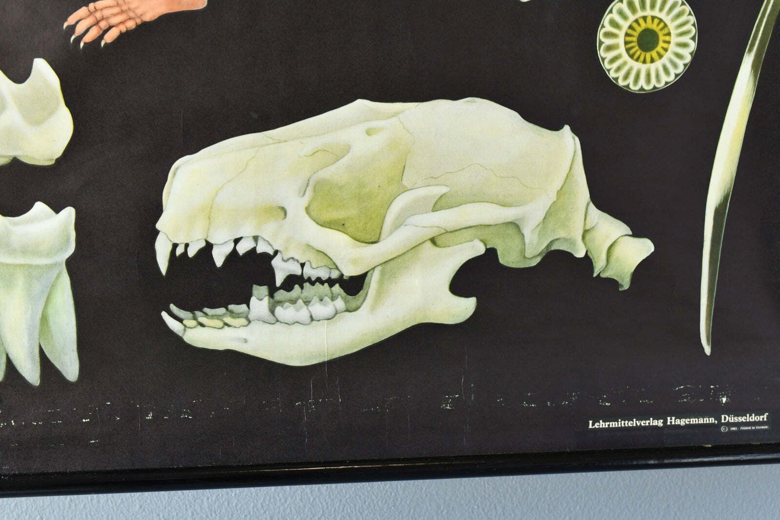 Wall Chart Of The Hedgehog By Jung Koch Quentell photo Art