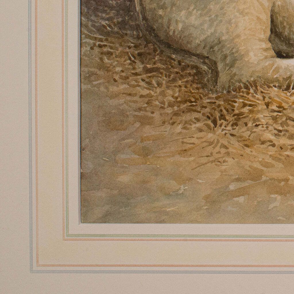 Vintage Livestock Watercolour, English, Art, Animal Painting, Farming, Picture photo buy