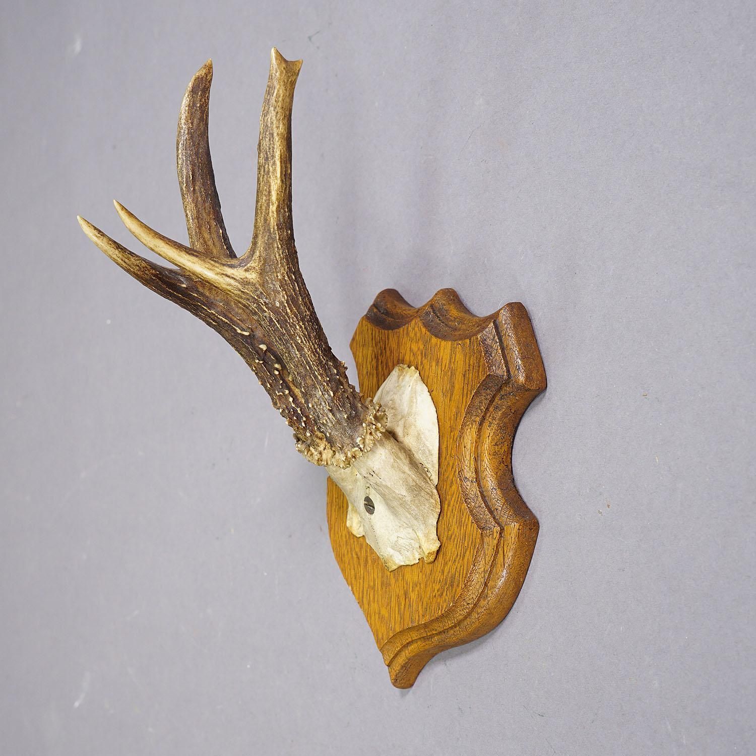 Set Of Five Roe Deer Trophies On Carved Plaques Germany Around 1920 photo vinterior