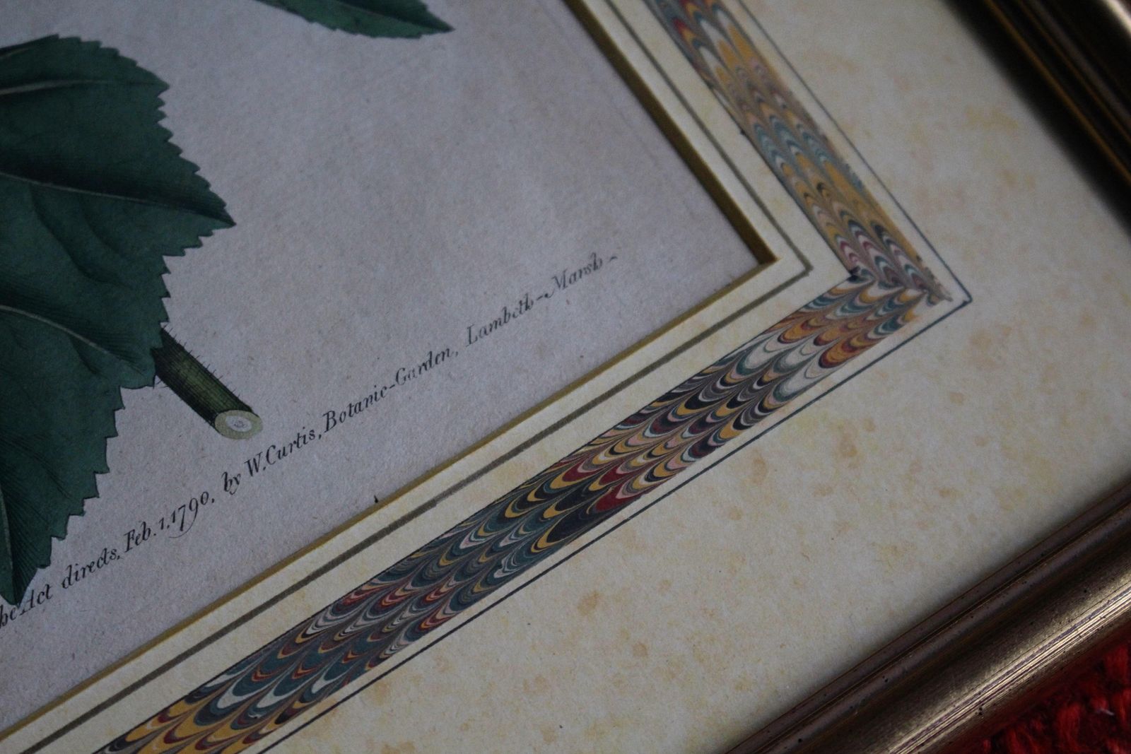 Late 18 C W.Curtis Hand Coloured Botanical Lithograph Plates Faux Marble Mounts photo for sale