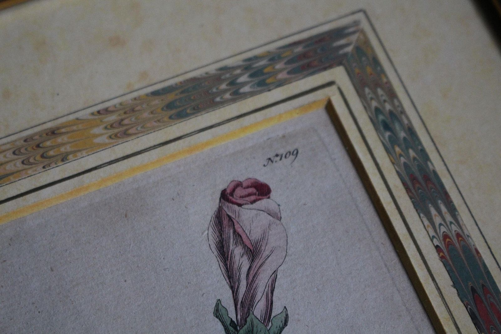 Late 18 C W.Curtis Hand Coloured Botanical Lithograph Plates Faux Marble Mounts photo 403.0