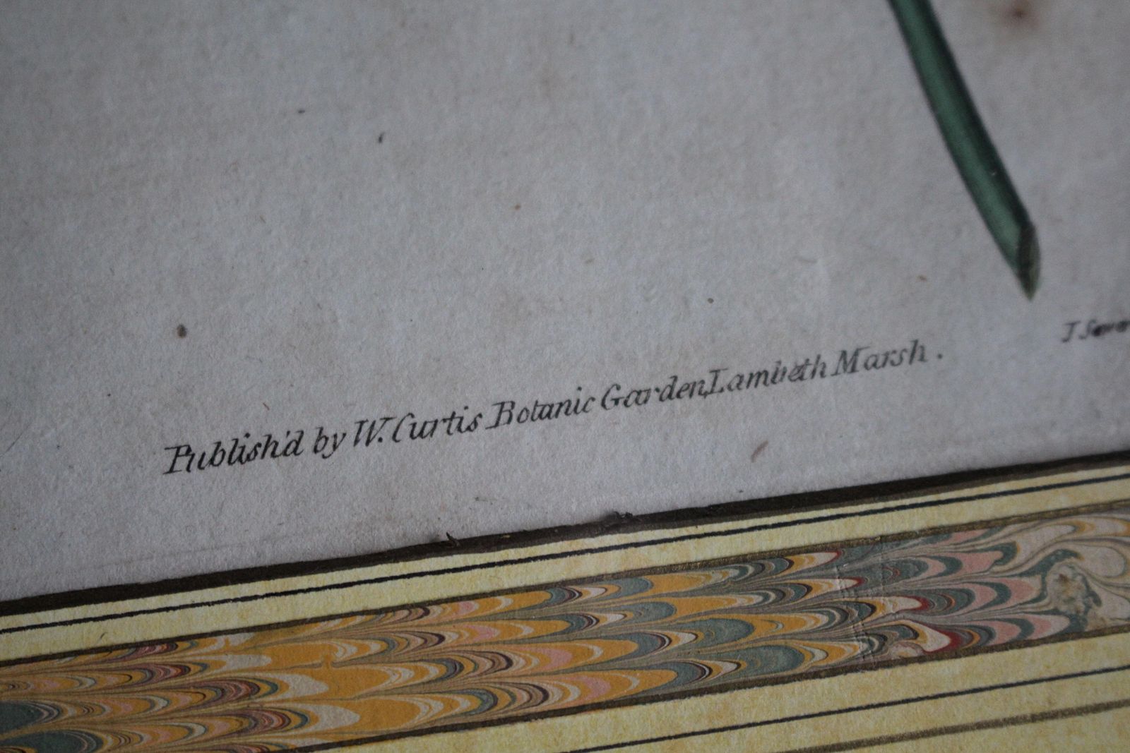 photo for sale Late 18 C W.Curtis Hand Coloured Botanical Lithograph Plates Faux Marble Mounts