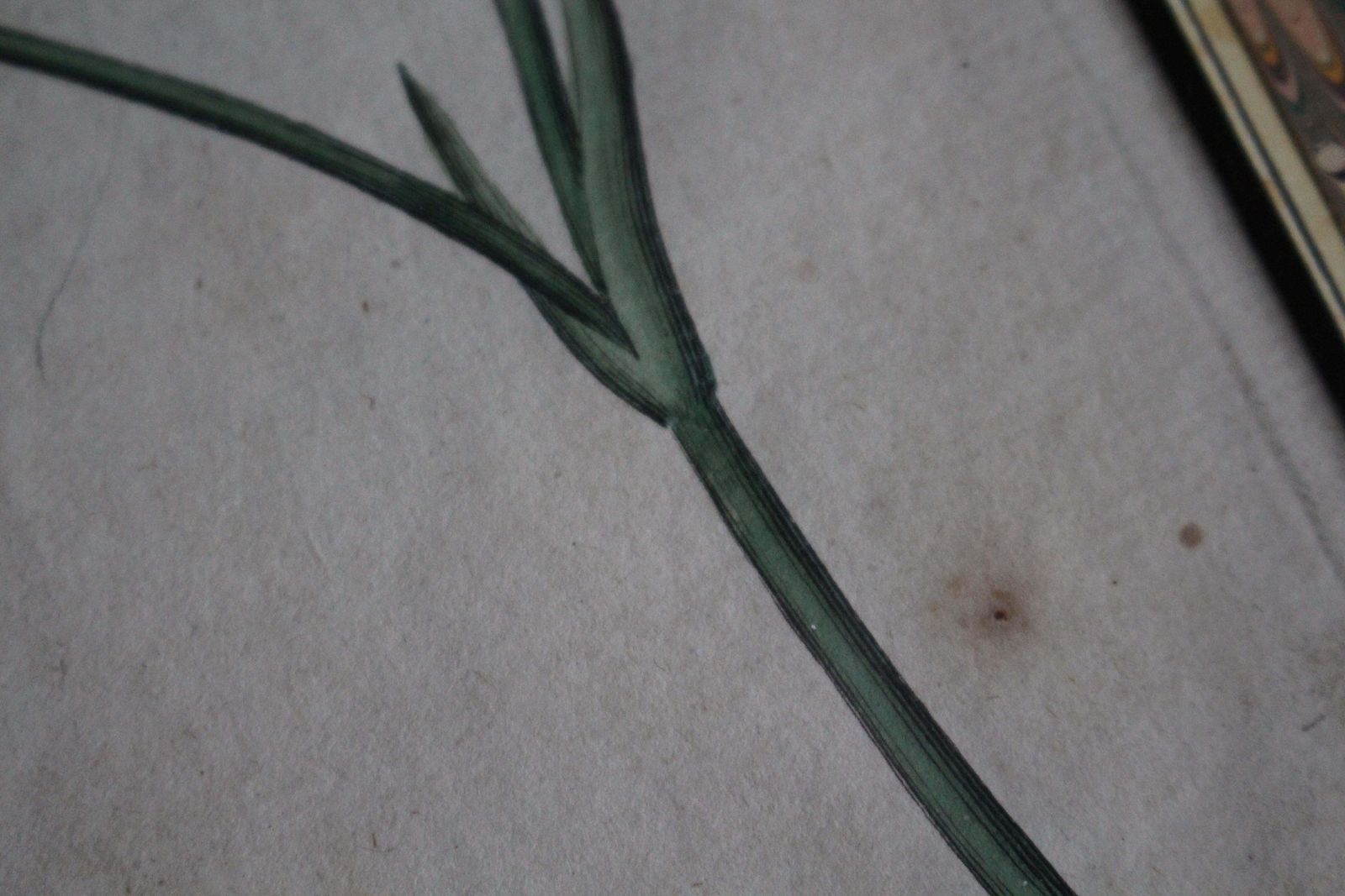 photo buy Late 18 C W.Curtis Hand Coloured Botanical Lithograph Plates Faux Marble Mounts