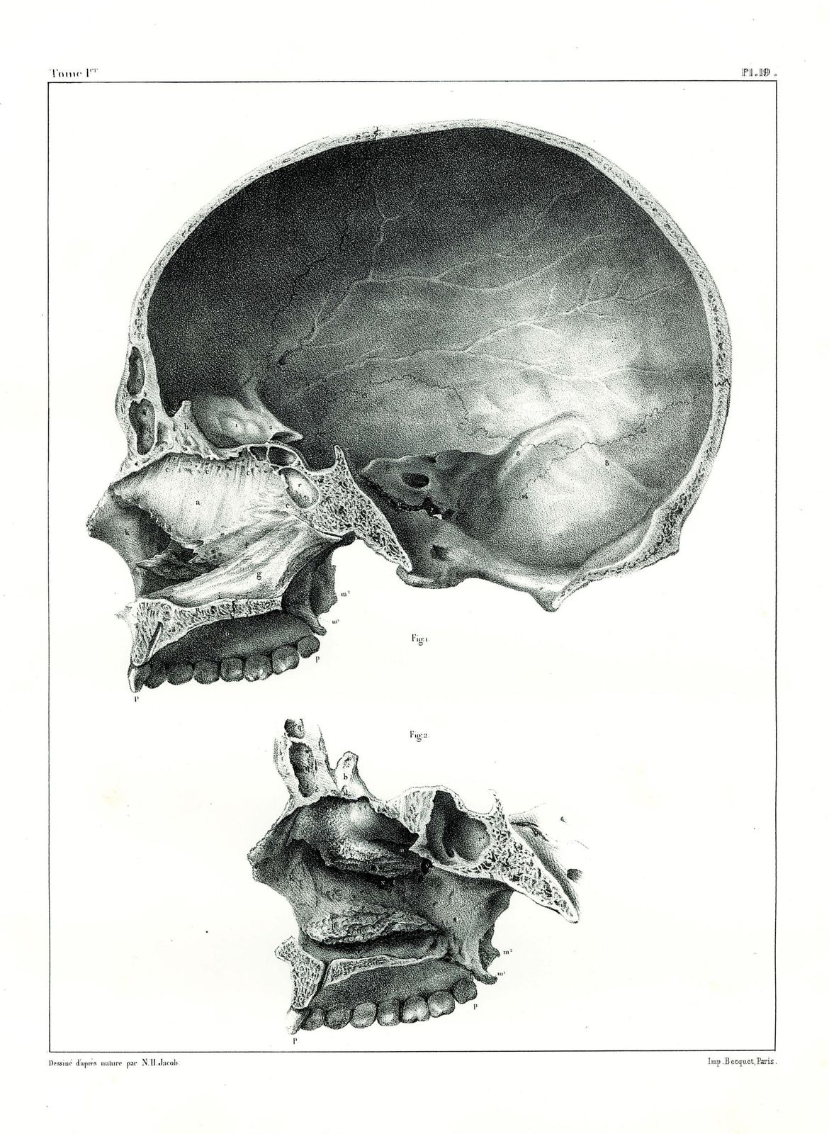 Rare Anatomical Giclée Print. Large Wall Art. Anatomical Print From 19th Century Original.