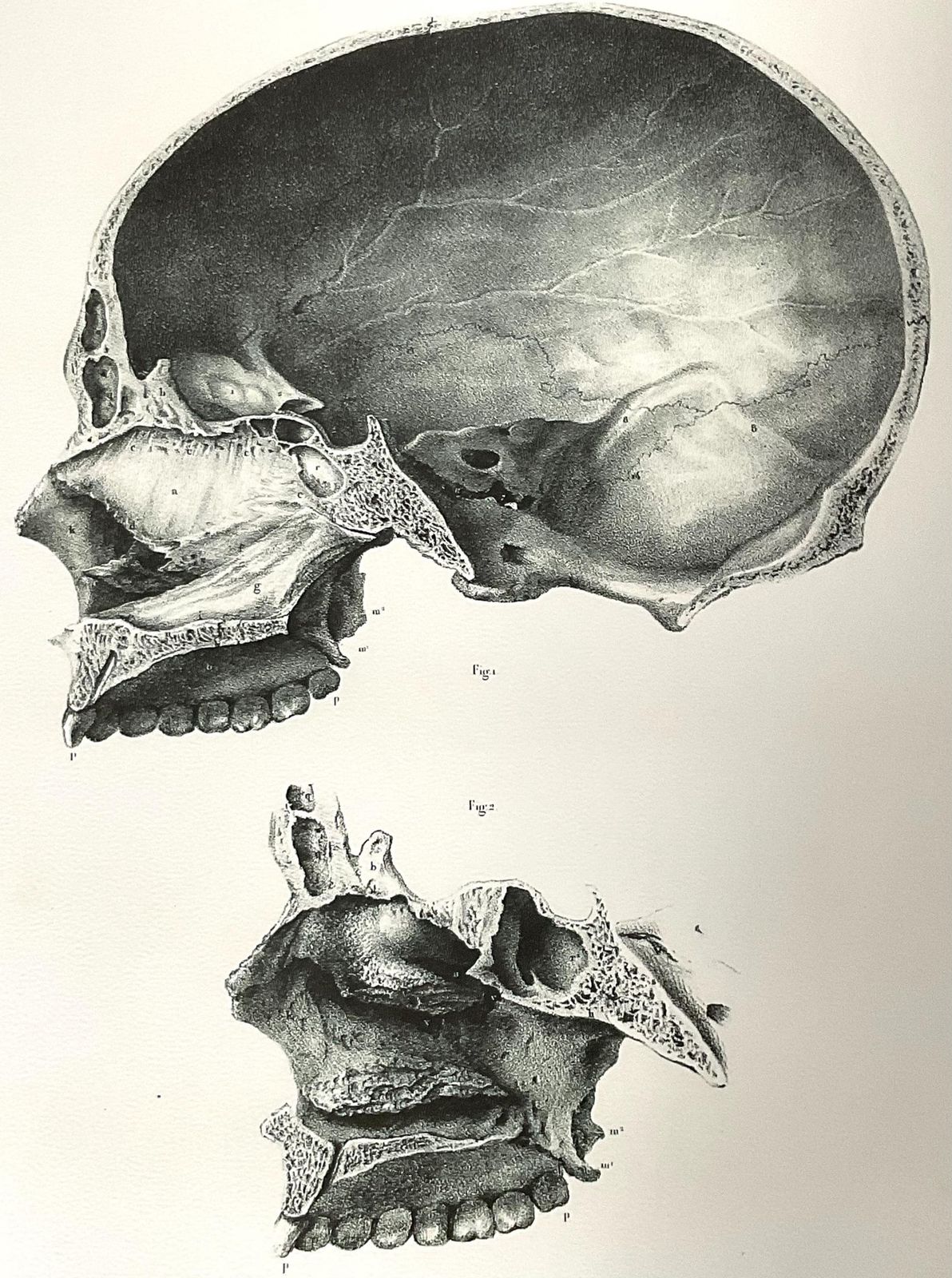 Rare Anatomical Giclée Print. Large Wall Art. Anatomical Print From 19th Century Original. photo vinterior