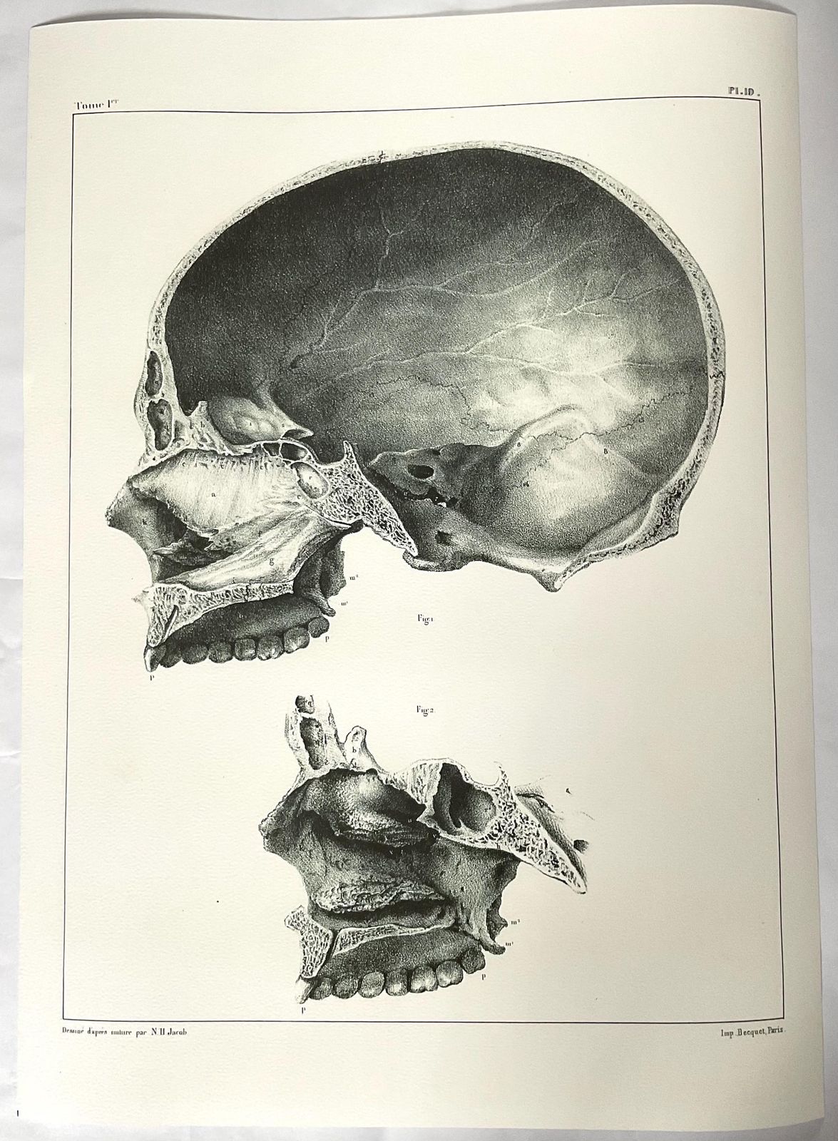 photo furniture Rare Anatomical Giclée Print. Large Wall Art. Anatomical Print From 19th Century Original.