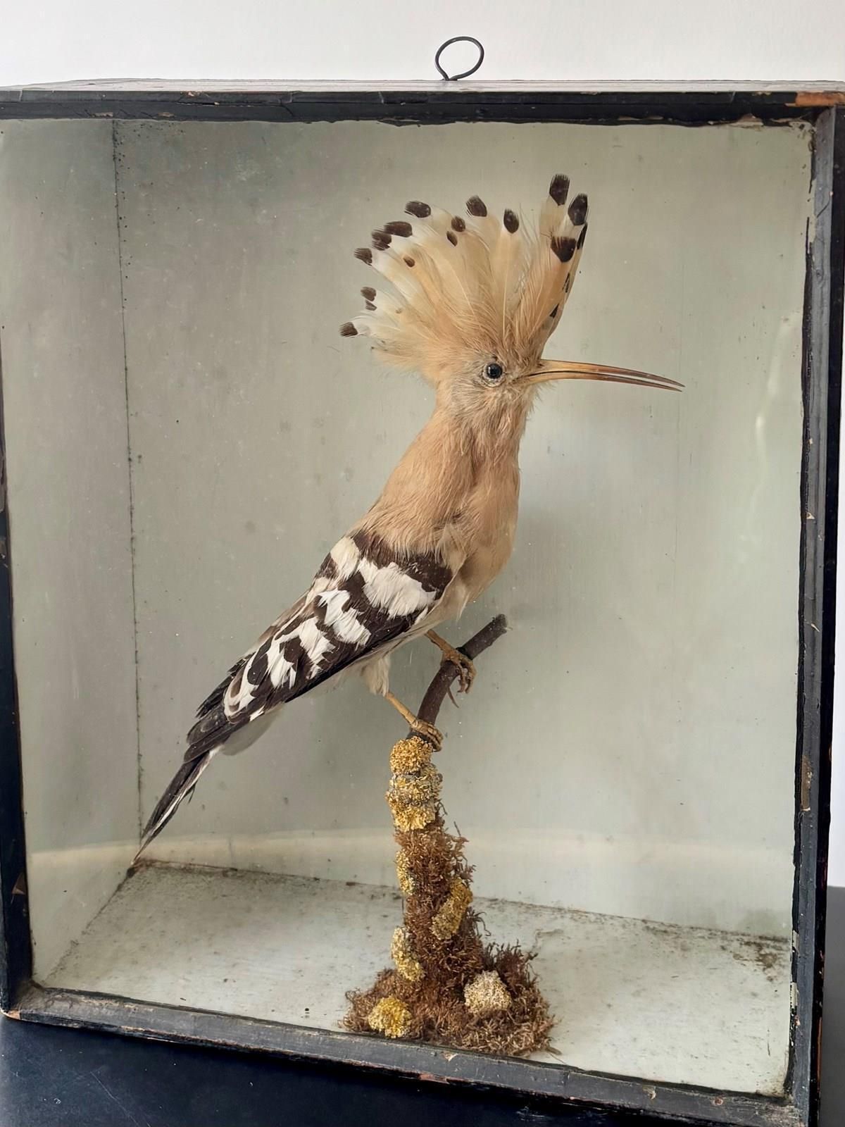 Antique Taxidermy Hoopoe By T Hall