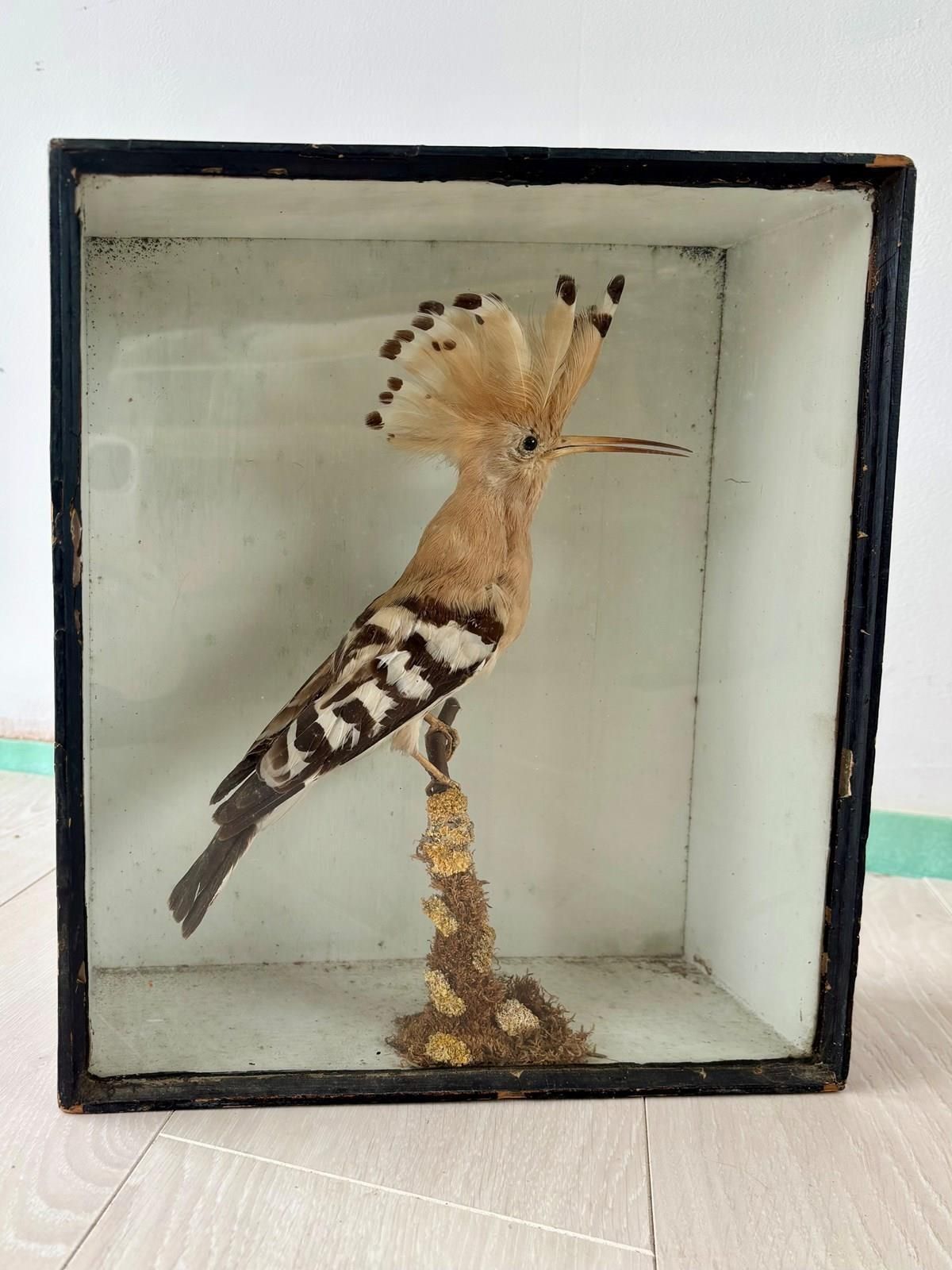 Antique Taxidermy Hoopoe By T Hall photo buy