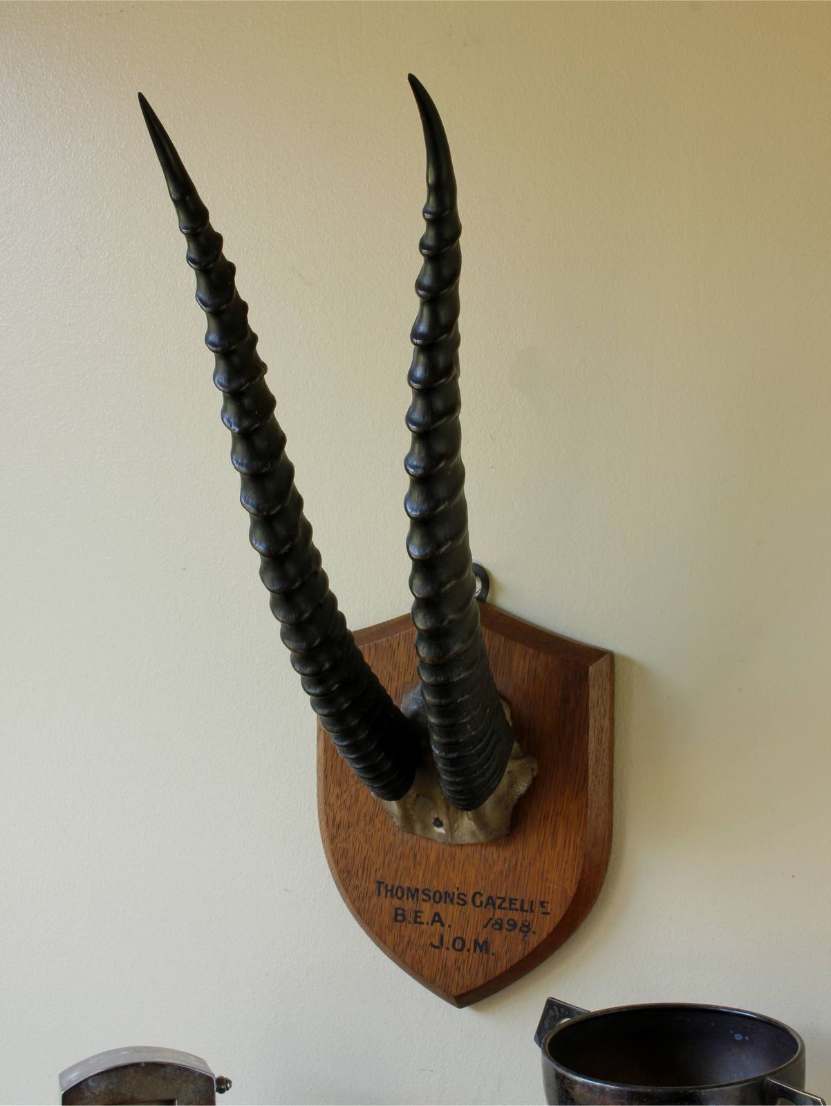 Antique Mounted Thomson's Gazelle Trophy. Taxidermy Long Antelope Horns. 1898. photo 495.0