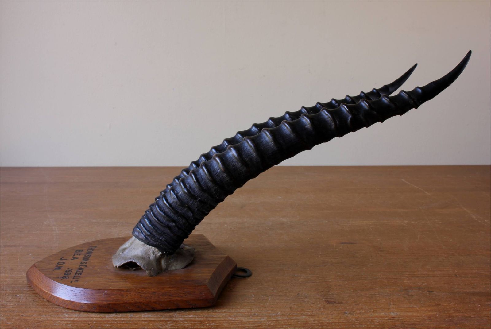 495.0 Antique Mounted Thomson's Gazelle Trophy. Taxidermy Long Antelope Horns. 1898. photo
