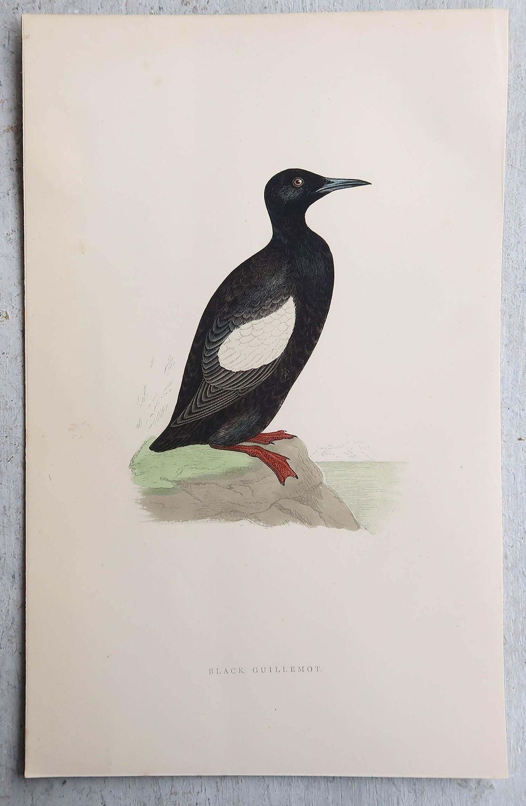 Set Of 9 Original Antique Prints Of Waterbirds After Francis Lydon, C.1880 photo furniture