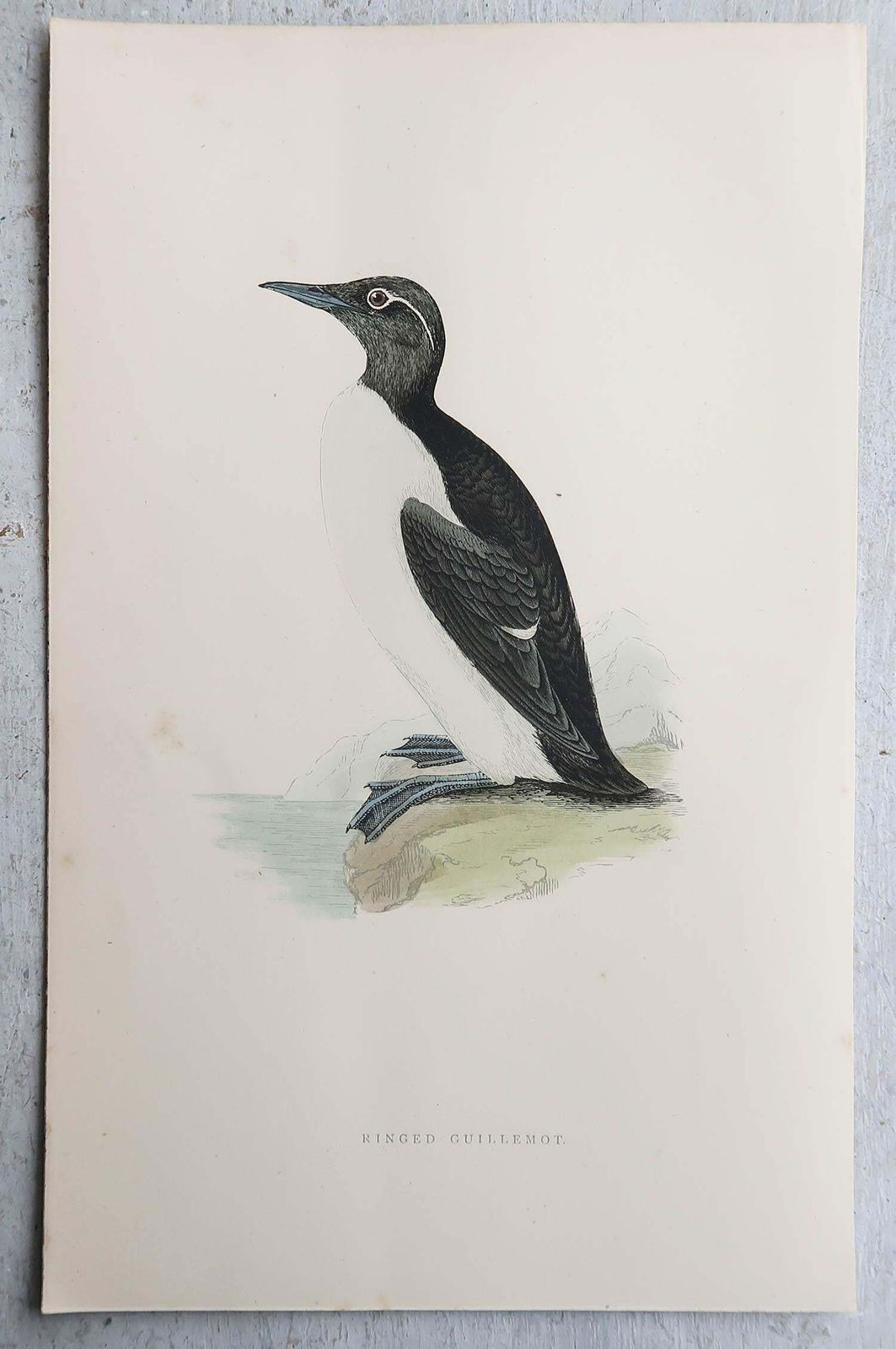 Set Of 9 Original Antique Prints Of Waterbirds After Francis Lydon, C.1880 photo 180.0