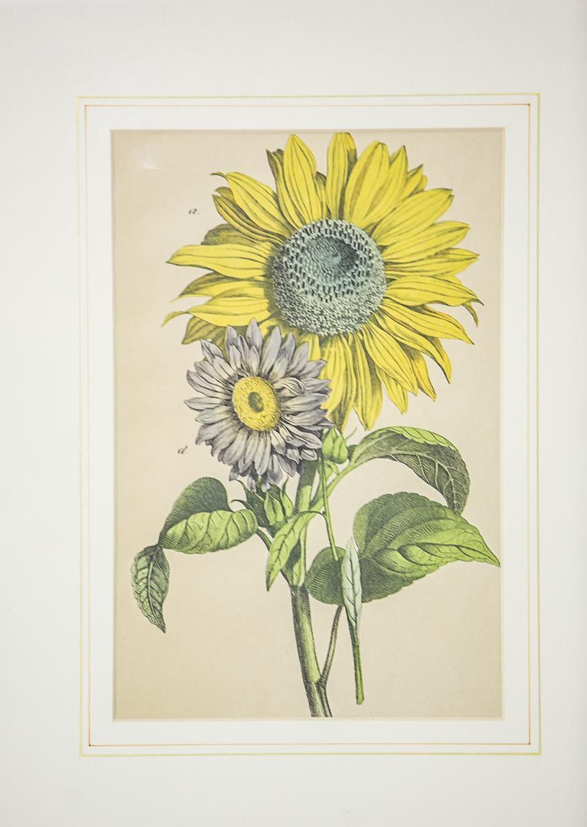 20th Century Colorful Graphic/Sunflowers photo for sale