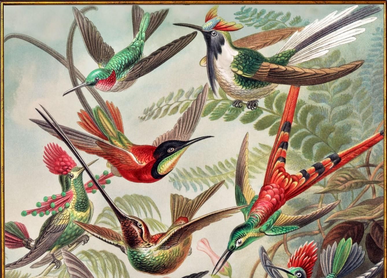 Hummingbirds Framed Print From Original By Ernst Haeckel Circa 1904, New photo for sale