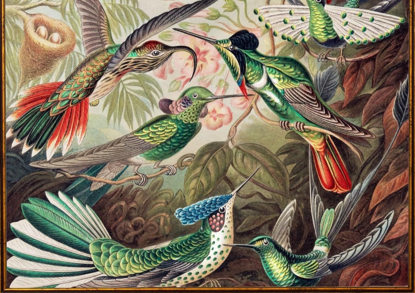 Hummingbirds Framed Print From Original By Ernst Haeckel Circa 1904, New photo Art