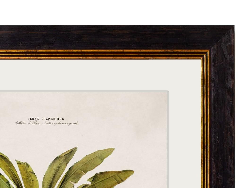 South American Banana Palm Tree Framed Print From C 1843 Study, New photo vinterior