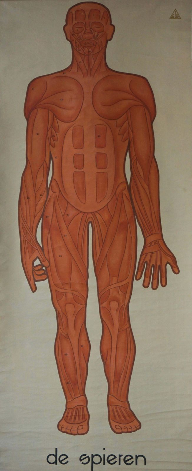 Vintage Anatomical Chart Muscular Structure Of Man photo furniture
