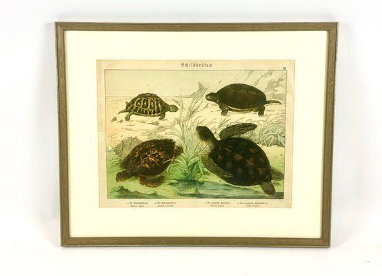 Gotthilf Heinrich Von Schubert, Turtles, 1886, Copperplate Engraving, Framed