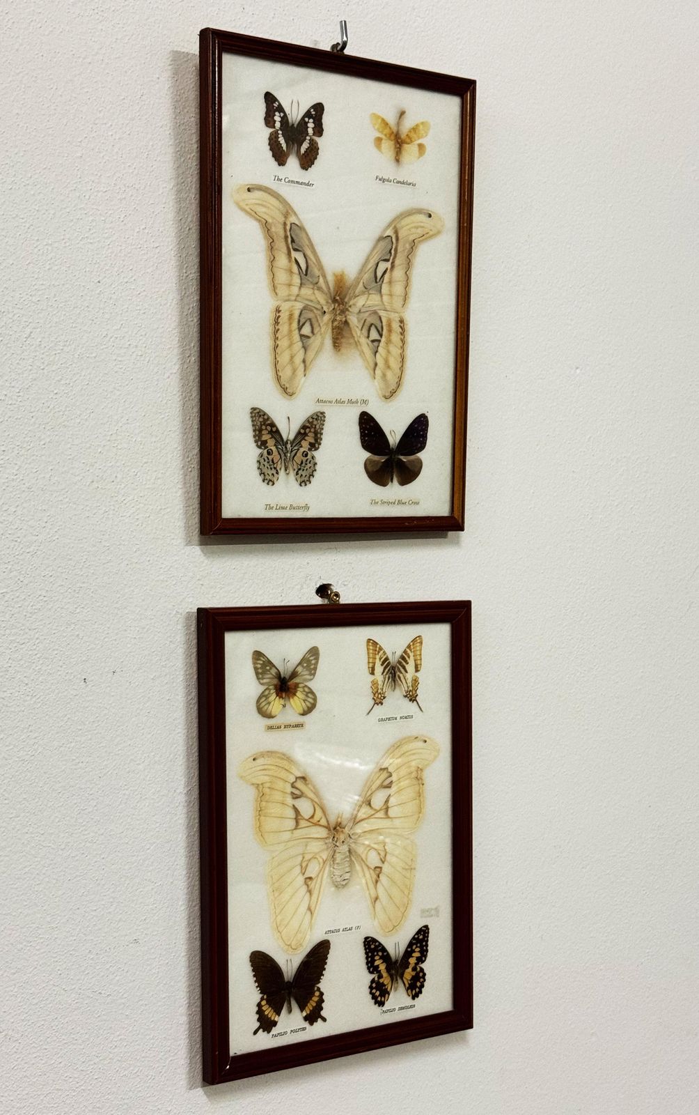Butterfly Taxidermy Entomology Display Cases photo for sale