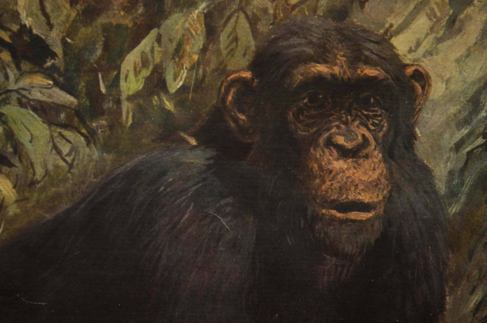 Antiek Duits Schoolplaat, Leskaart, Poster "Chimpansee" photo vinterior