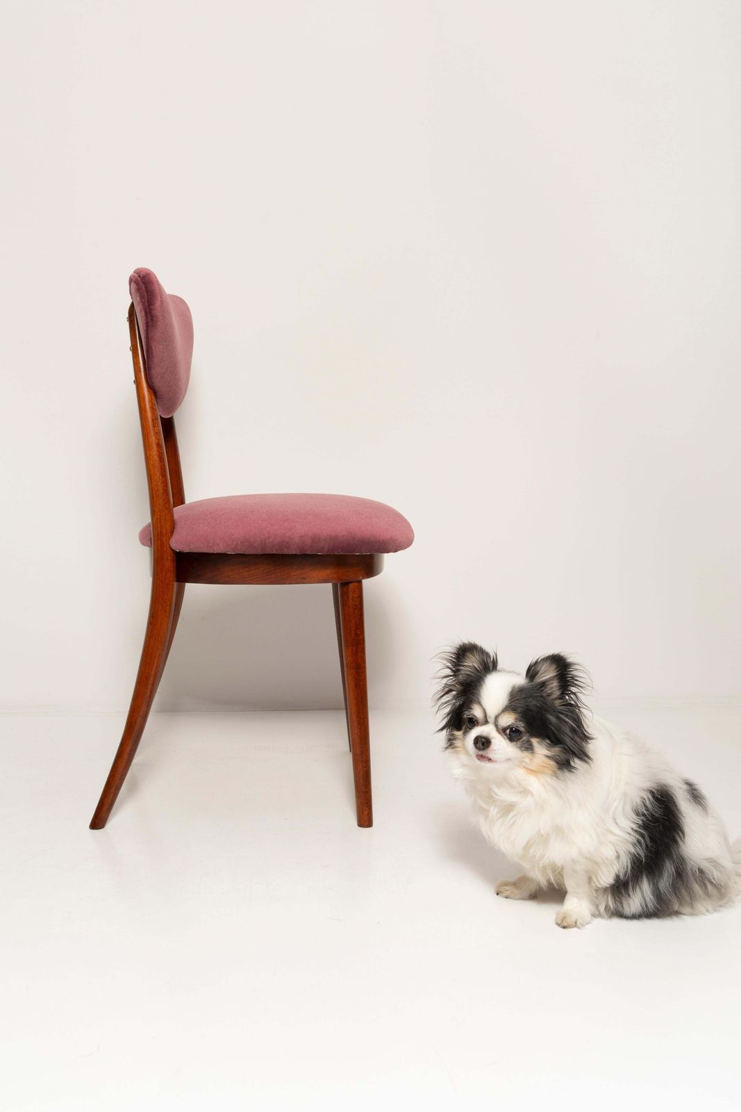 photo furniture Set Van Acht Mid Century Fauteuils Met Pruimviolet Fluwelen Bekleding, Europa, Jaren 1960