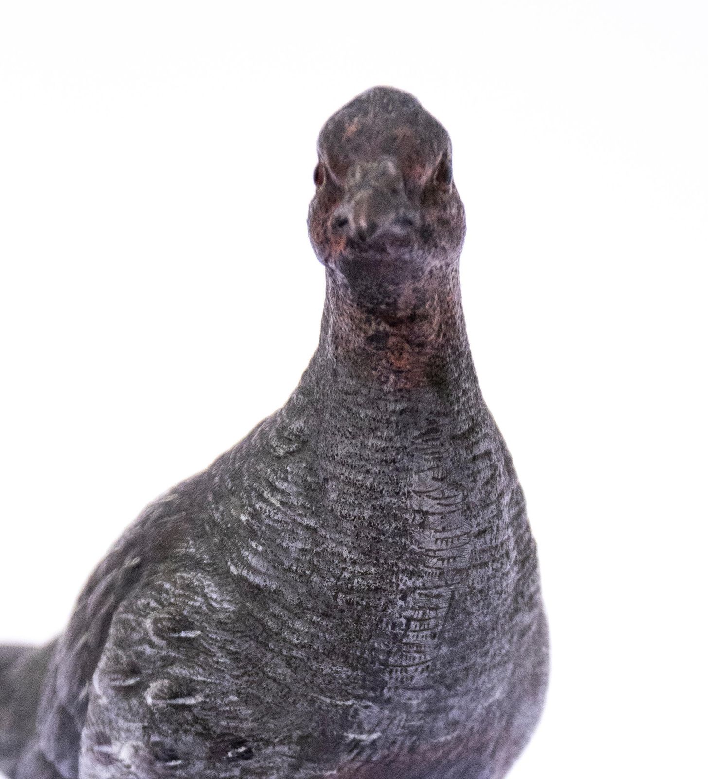 Vintage Bronze Pigeon Sculpture, France, 1950s photo Art