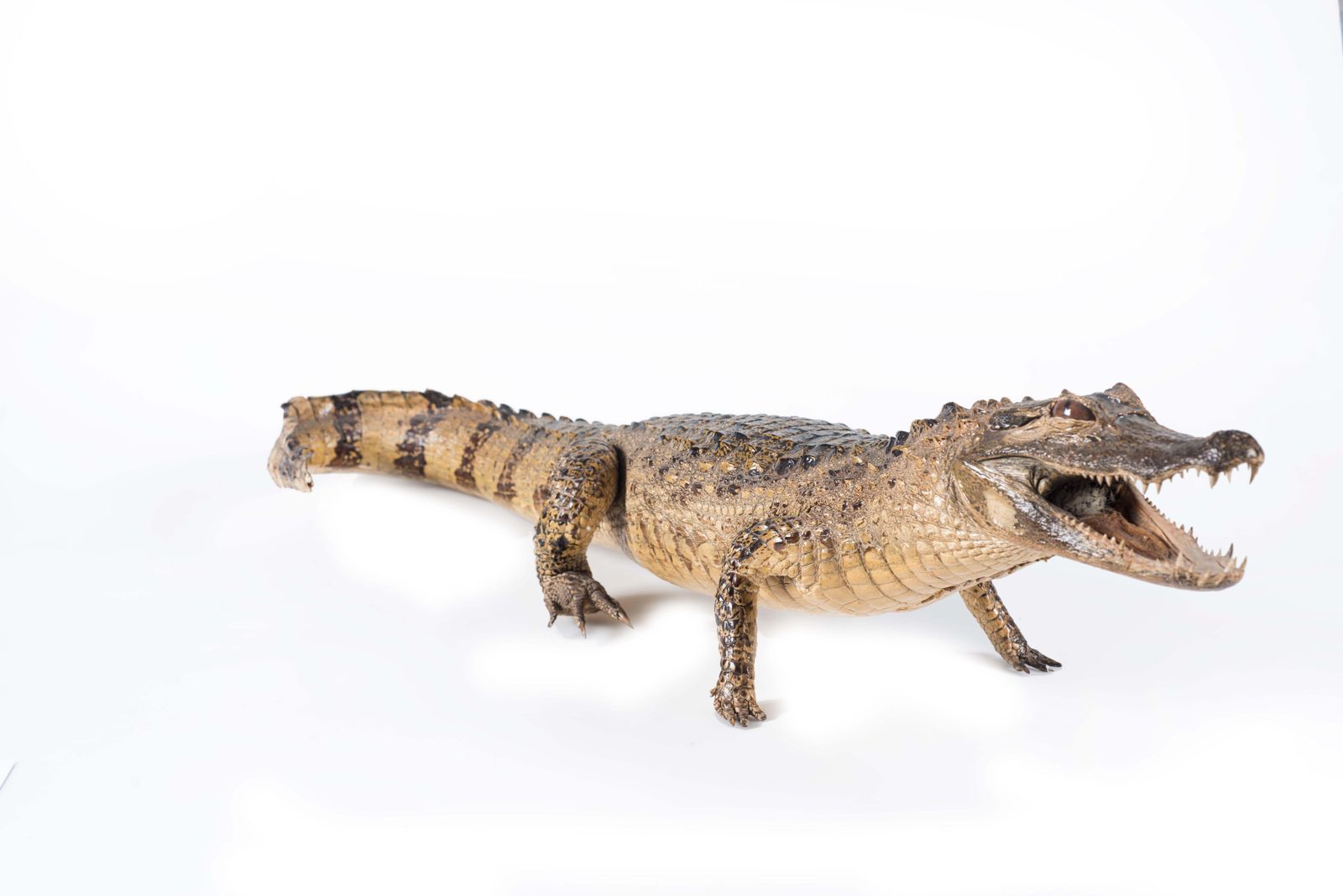 Three Vintage Embalmed Crocodiles, First Half Of The 20th Century photo for sale