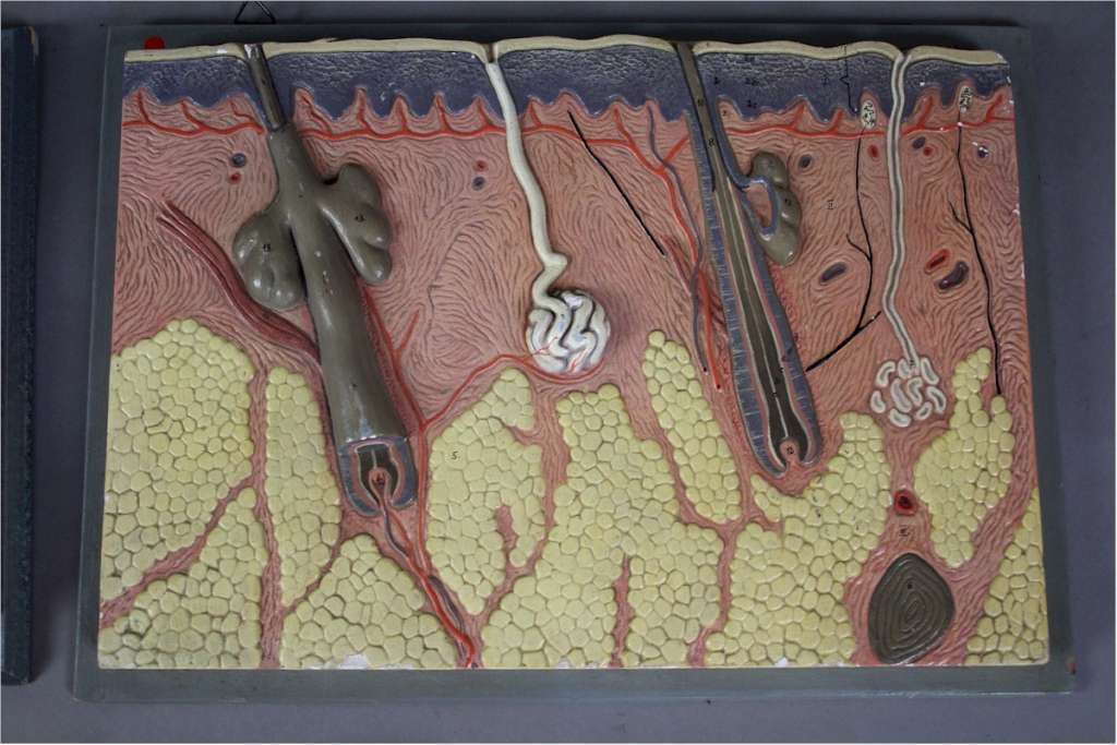 Collection Of Anatomy Osteology Wall Hanging Plaques By Adam Rouilly photo vintage
