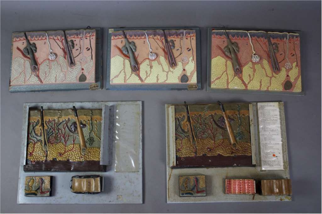 Collection Of Anatomy Osteology Wall Hanging Plaques By Adam Rouilly photo for sale