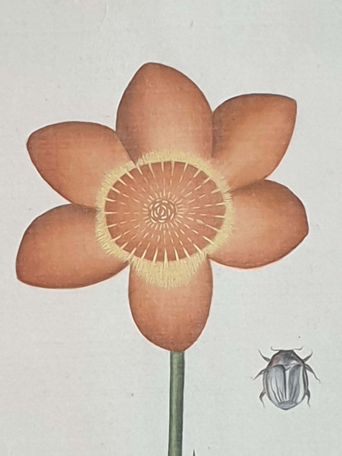 La Roche Laffitte Botanical Studies, Pair Of Watercolours On Silk On Handmade Paper, Anemones photo vintage