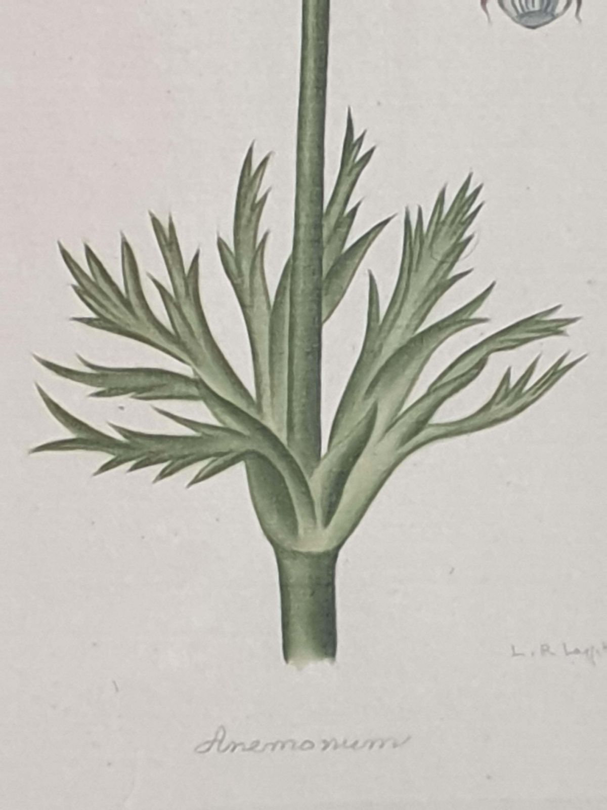 photo for sale La Roche Laffitte Botanical Studies, Pair Of Watercolours On Silk On Handmade Paper, Anemones