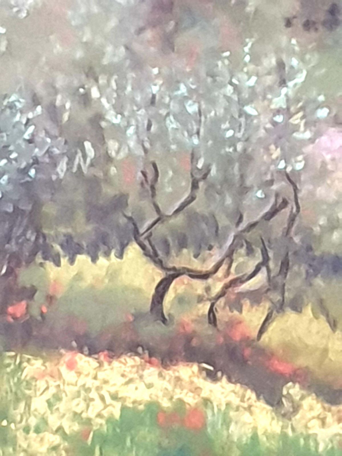 935.0 Miranda Mcarthur Olive Grove And Poppies, Contemporary Impressionist Pastel On Paper.2022 photo