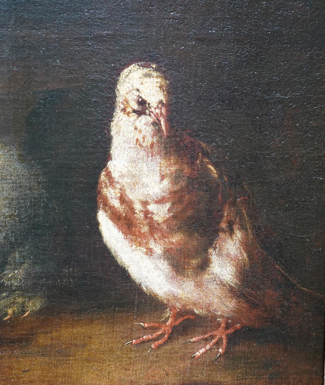Rabbits Dove And Guinea Pig In An Interior   Italian Old Master Art Oil Paintingcirca 1650 photo Art