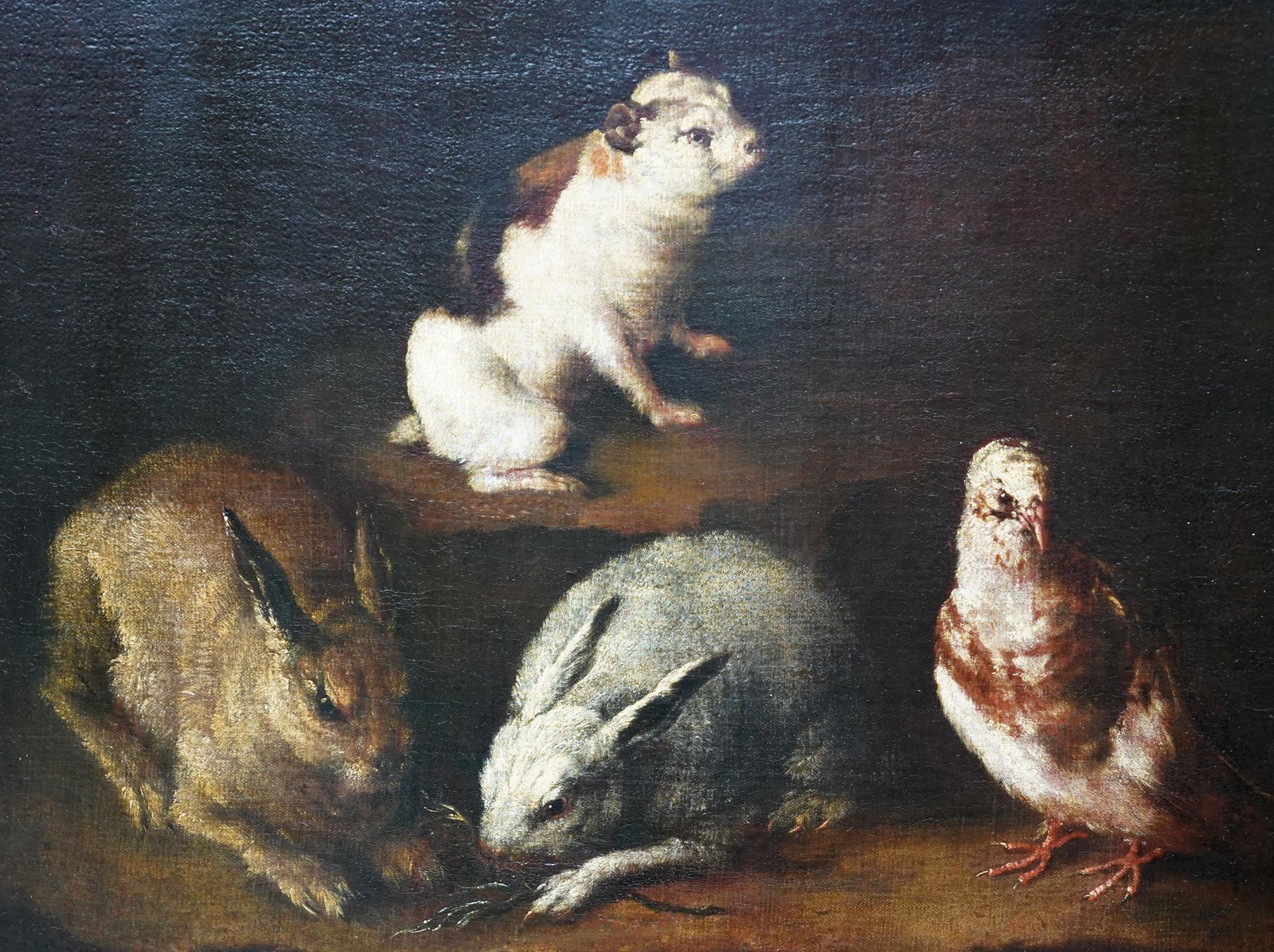 Rabbits Dove And Guinea Pig In An Interior   Italian Old Master Art Oil Paintingcirca 1650 photo buy