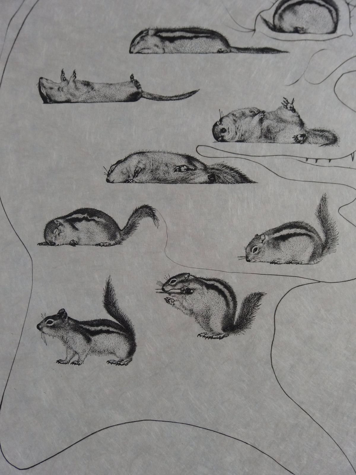 Salvador Dalí­Ten Recipes Of Immortality : Holography Of The Squirrel   Signed Etching1973 photo 1530.0
