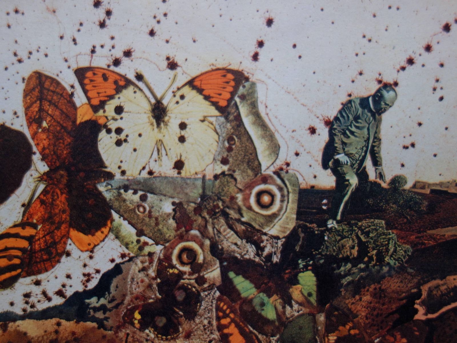 Butterfly Suite : Auvergne   Heliogravure And Lithograph   19691969 photo for sale