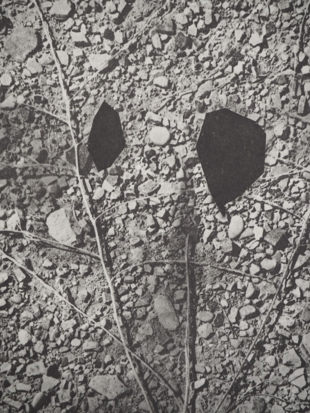 Pablo Picassodiurnes:  The Forest Floor   Original Collotype And Stencil (Cramer #115)1962 photo for sale