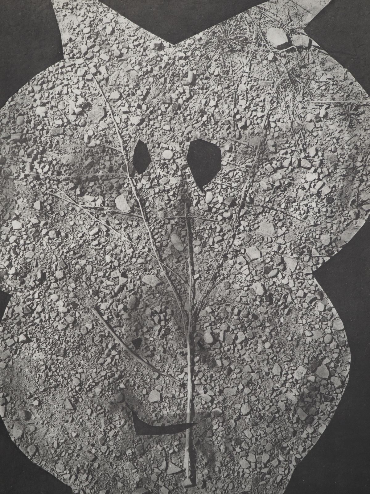 Pablo Picassodiurnes:  The Forest Floor   Original Collotype And Stencil (Cramer #115)1962 photo 299.0