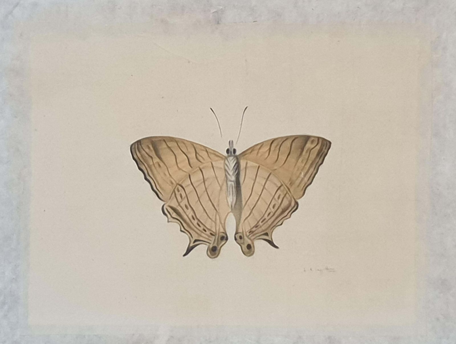 La Roche Laffittestudy Of A Butterfly, Watercolour On Silk Applied To Handmade Paper. photo furniture
