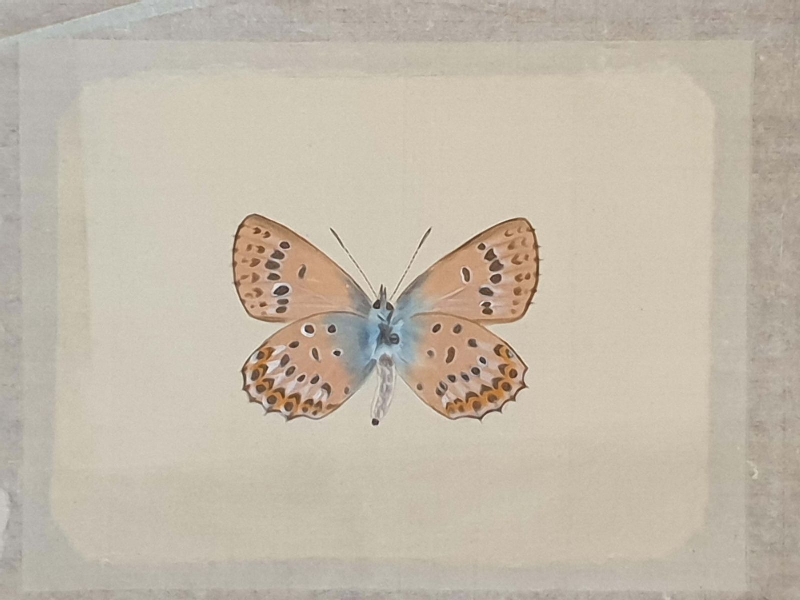 photo for sale La Roche Laffittestudy Of A Butterfly, Watercolour On Silk Applied To Handmade Paper.