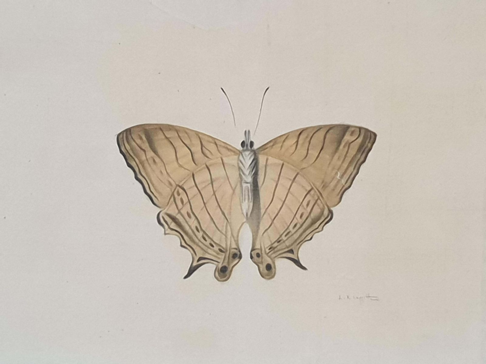 photo for sale La Roche Laffittestudy Of A Butterfly, Watercolour On Silk Applied To Handmade Paper.