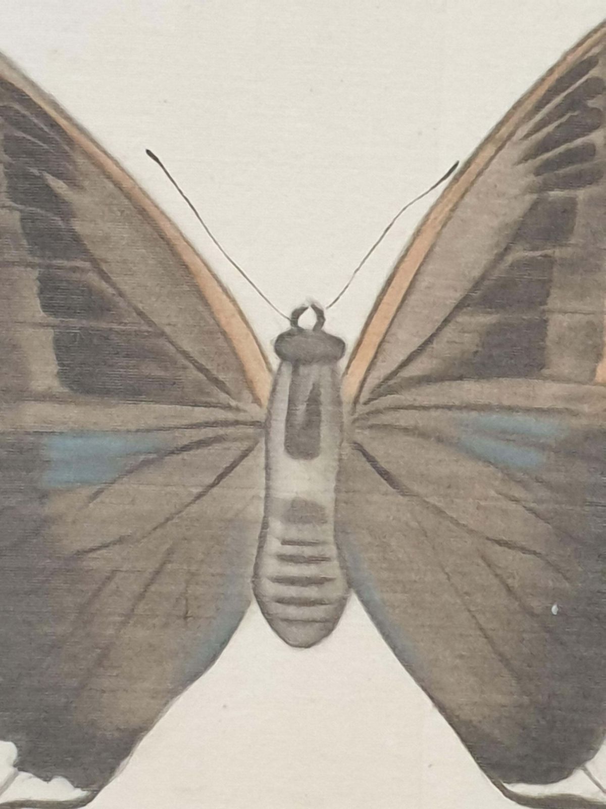 photo furniture La Roche Laffittestudy Of A Butterfly, Watercolour Silk Applied Handmade Paper. La Roche Laffitte